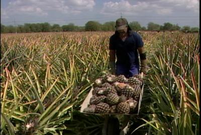 Piña,  todo el año en Villa Clara