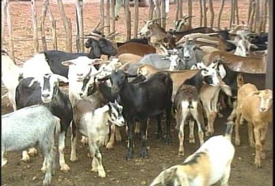 Presencia de  ganado menor en mercados agropecuarios de Villa Clara
