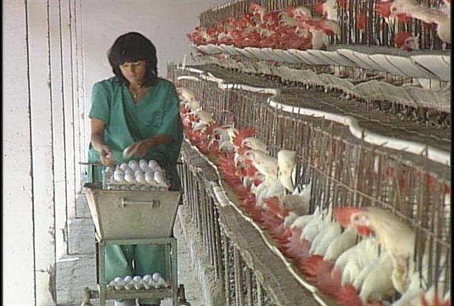Crece producción de huevos  en Villa Clara
