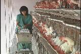 Se incrementa producción de huevo en  Villa Clara