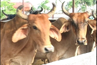 Aportan ganaderos de Villa Clara, a la sustitución de importaciones