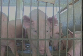 Revalidó Placetas, municipio más productivo de carne porcina en Cuba
