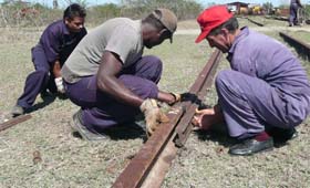 Laboran en recuperación de 10 kilómetros de vía férrea en Villa Clara