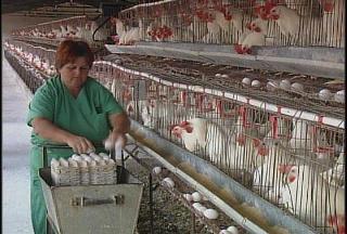 Gana en eficiencia avicultura villaclareña