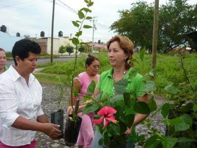 Presencia femenina en la reforestación de  la Isla