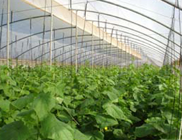 Nueva imagen en cultivos protegidos en Villa Clara
