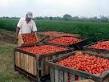 Campesinos villaclareños aportan tomate a la industria