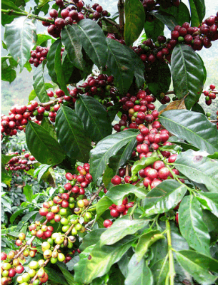 Aspiran  duplicar  la producción de café en Cuba